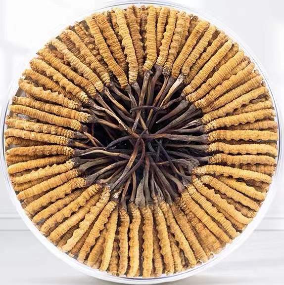 许昌冬虫夏草回收